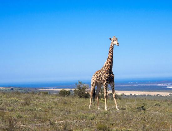 buffelsfontein-game-nature